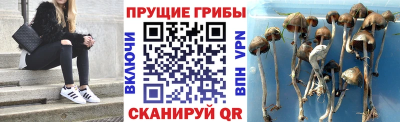 blacksprut маркетплейс  Киров  Псилоцибиновые грибы GOLDEN TEACHER 